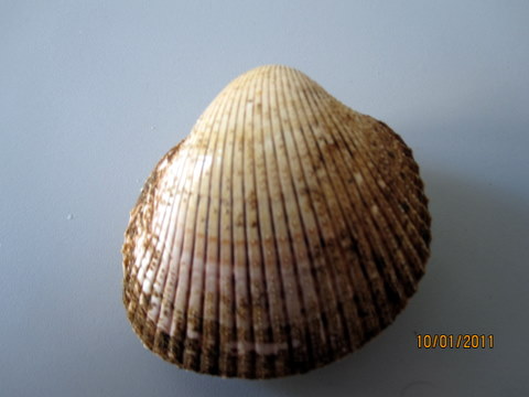 Bivalve mediterraneo!?